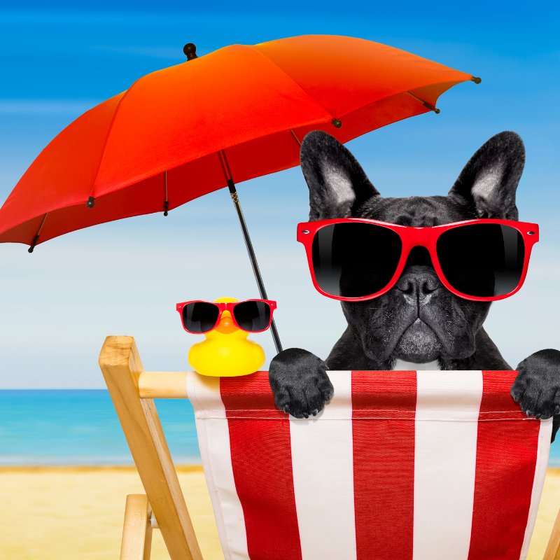 Hund und Ente mit Sonnenbrille