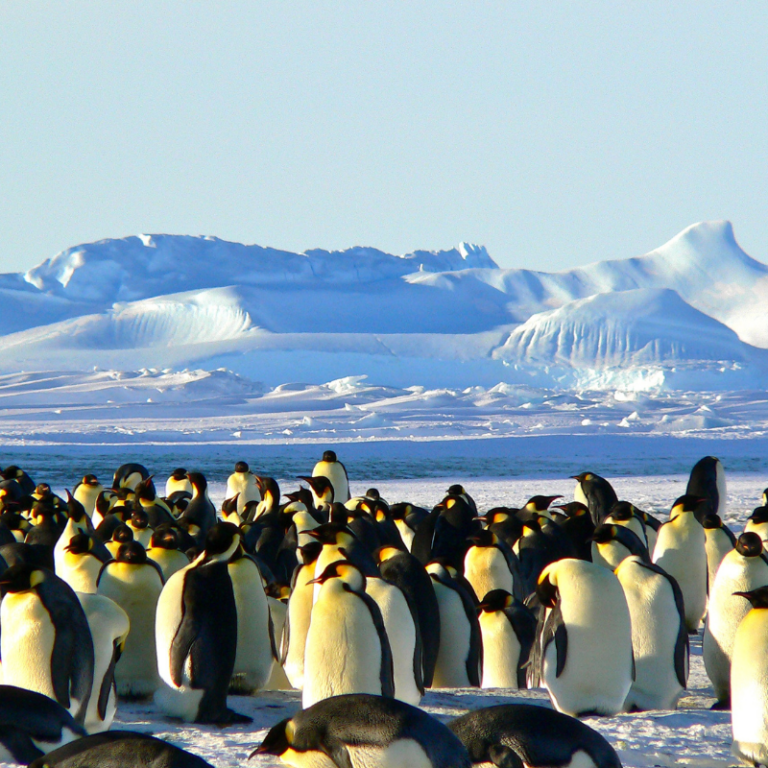 Pinguine