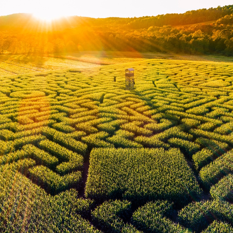 Führung bei Unsicherheit: ein Labyrinth