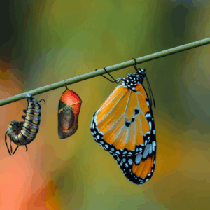 Wie gelingt erfolgreiche Transformation?